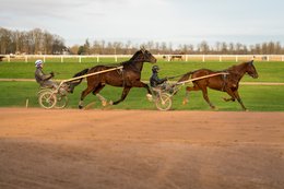 Cheval,-Chevaux,-Domaine-de-Grosbois,-Drivers,Grosbois,-Kaleidos,-Kaleidos-images,-La-parole-à-limage,-Marolles-en-Brie,-Sulky,-Tarek-Charara,-Trot,-Trotteurs